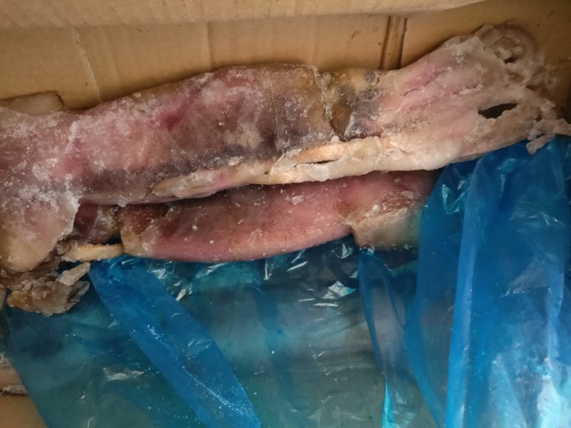 鱿鱼