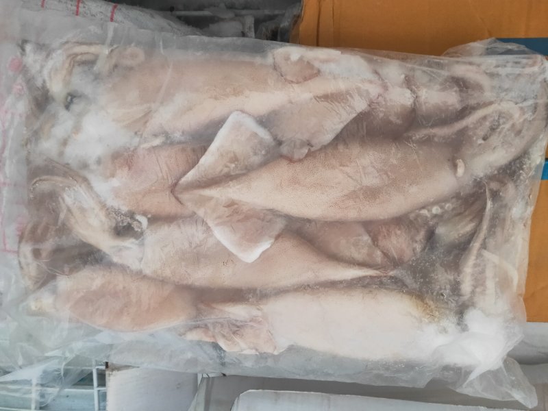 鱿鱼