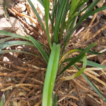 兰花