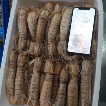 冷冻皮皮虾，新鲜活冻，带黄皮皮虾