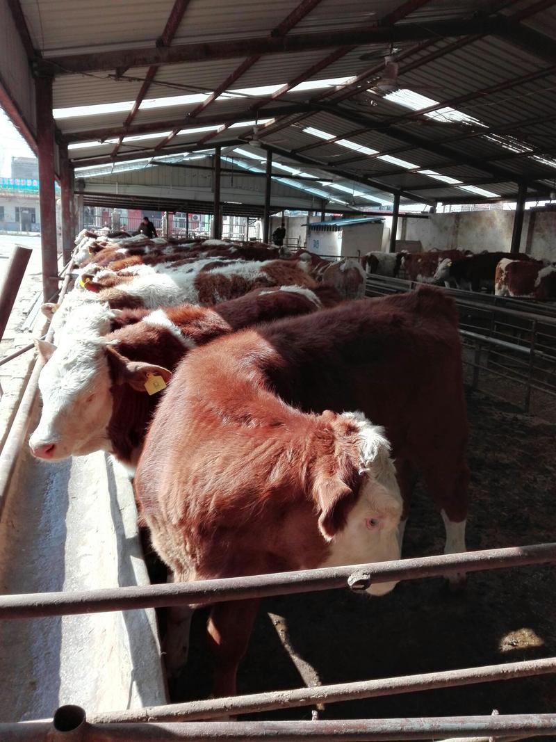 牛犊，西门塔尔牛牛犊，长势快，好适养，200斤到600斤