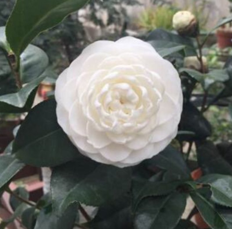 茶花种子所以得名山茶花。