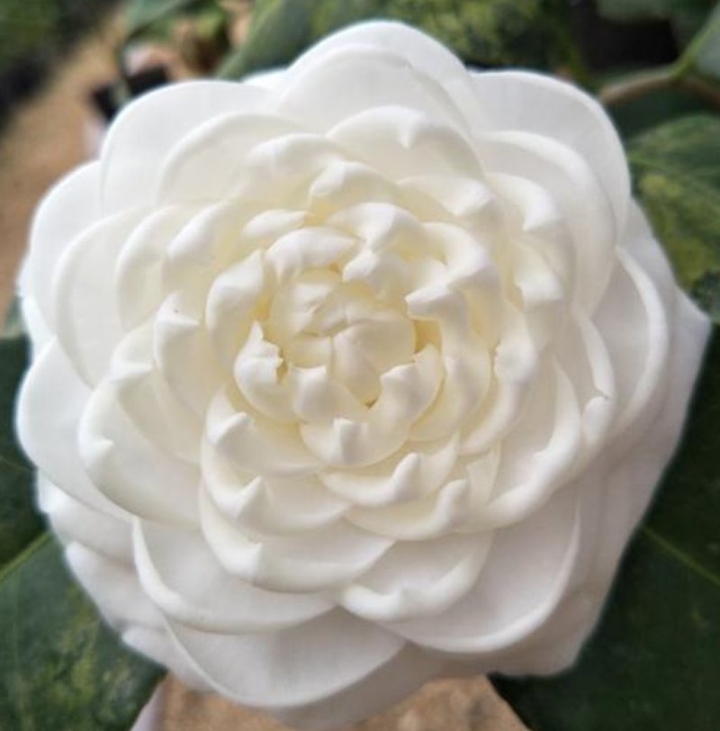 茶花种子所以得名山茶花。