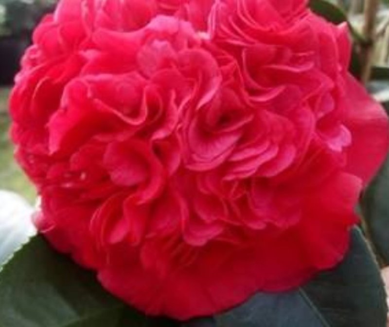 茶花种子所以得名山茶花。