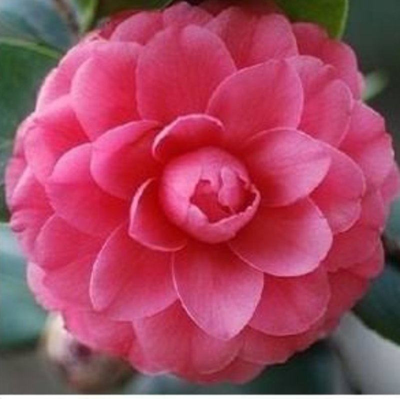 茶花种子所以得名山茶花。