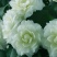 茶花种子所以得名山茶花。