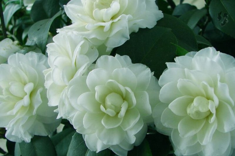 茶花种子所以得名山茶花。