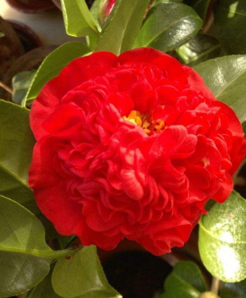 茶花种子所以得名山茶花。