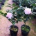 茶花种子所以得名山茶花。