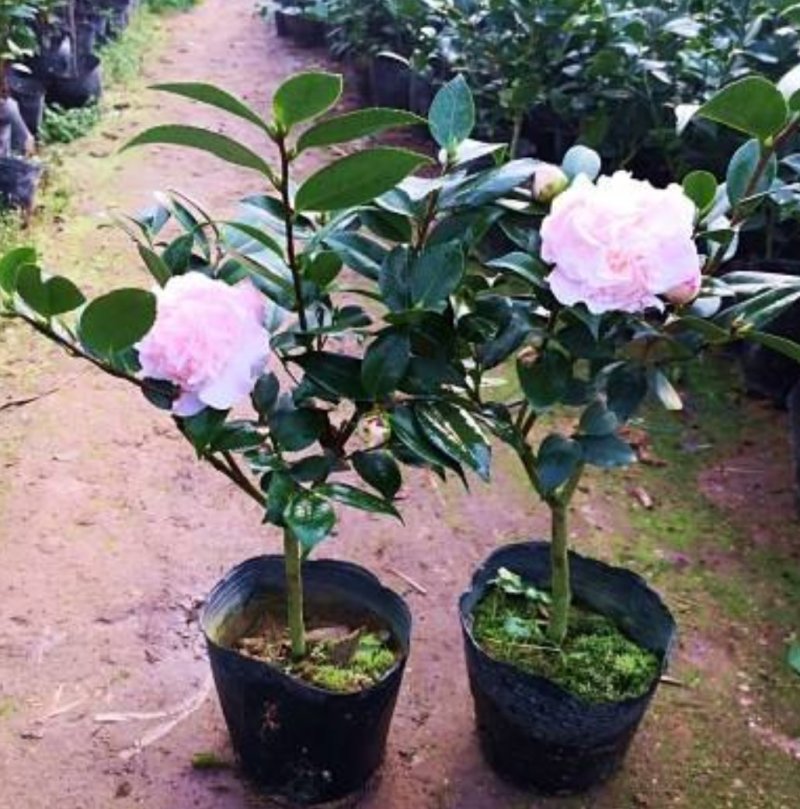 茶花种子所以得名山茶花。