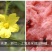 优选16度冰糖麒麟西瓜种子，适合采摘园种植，儿时的味道