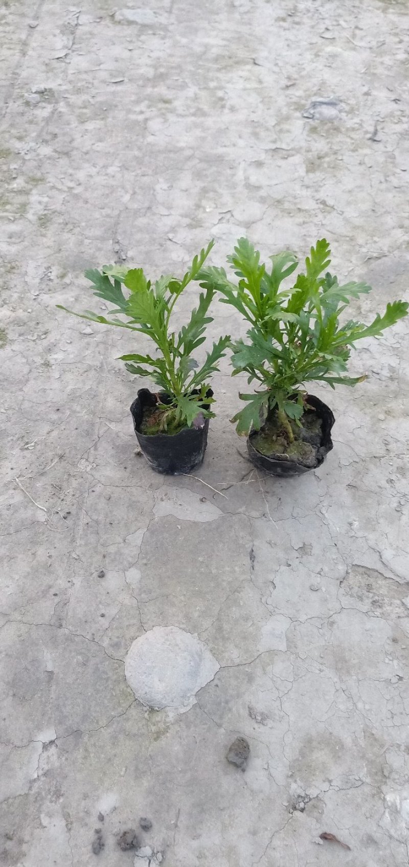 木春菊大量批发保质保量