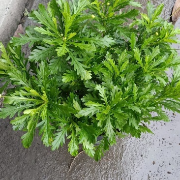 木春菊大量批发保质保量