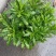 木春菊大量批发保质保量