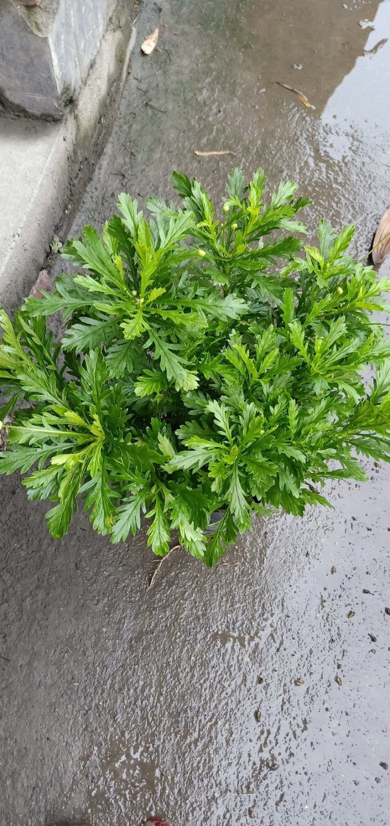 木春菊大量批发保质保量