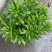 木春菊大量批发保质保量