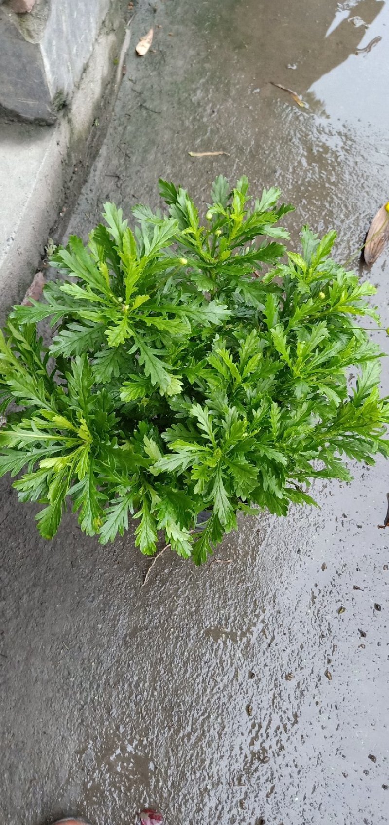 木春菊大量批发保质保量