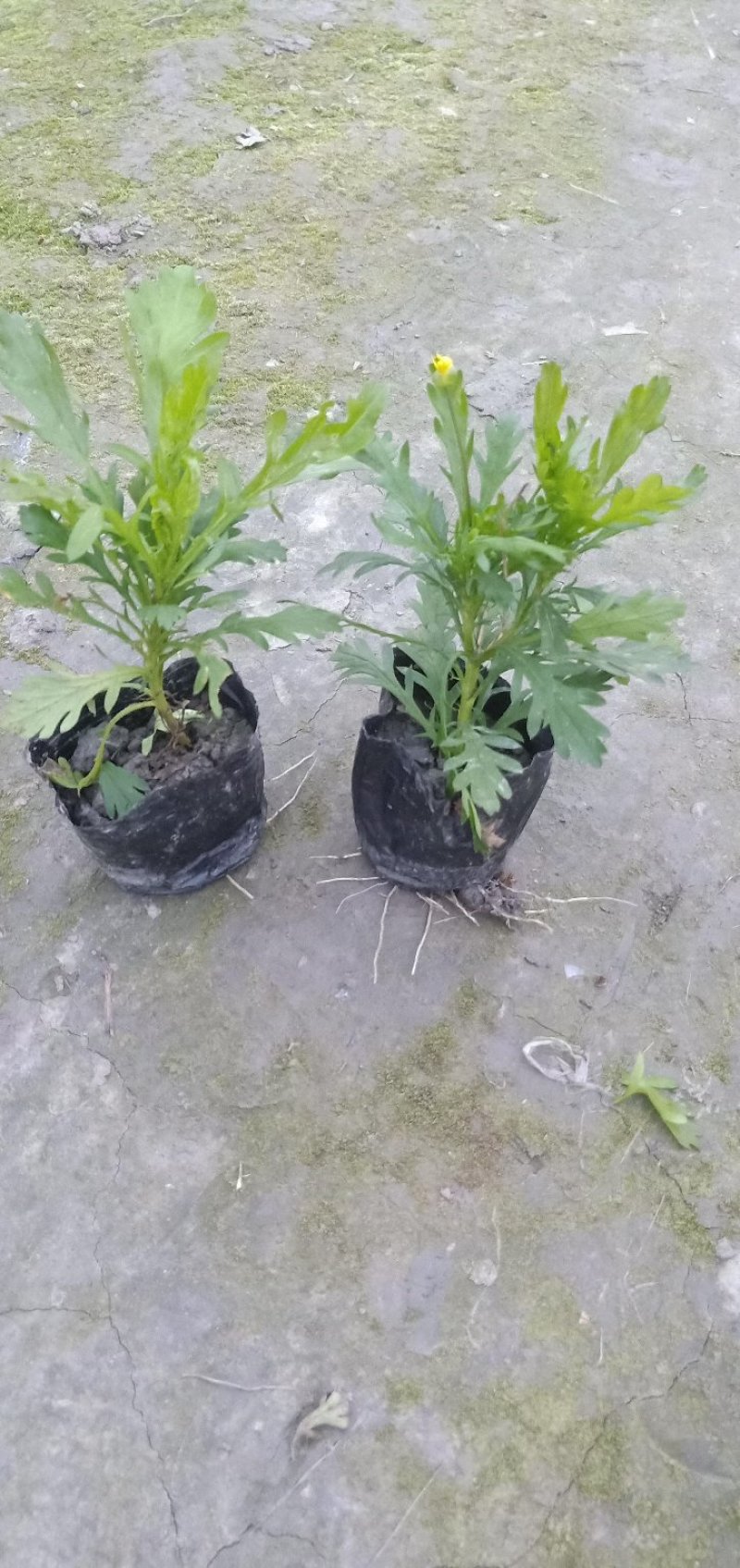 木春菊大量批发保质保量