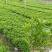 木春菊大量批发保质保量