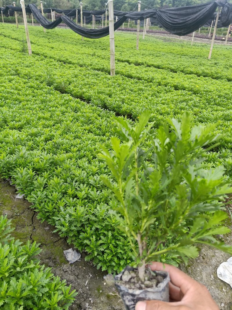 木春菊大量批发保质保量