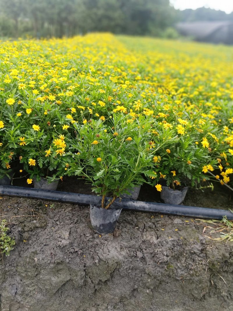 木春菊大量批发保质保量
