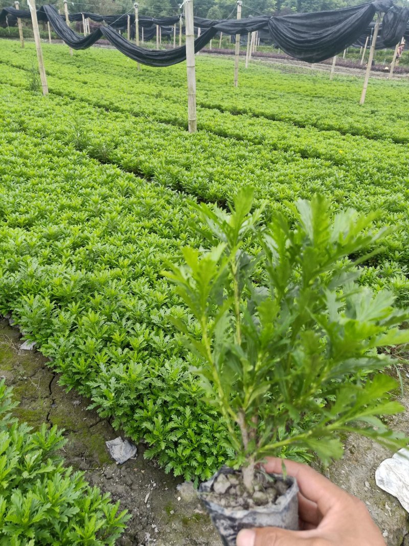 木春菊大量批发保质保量