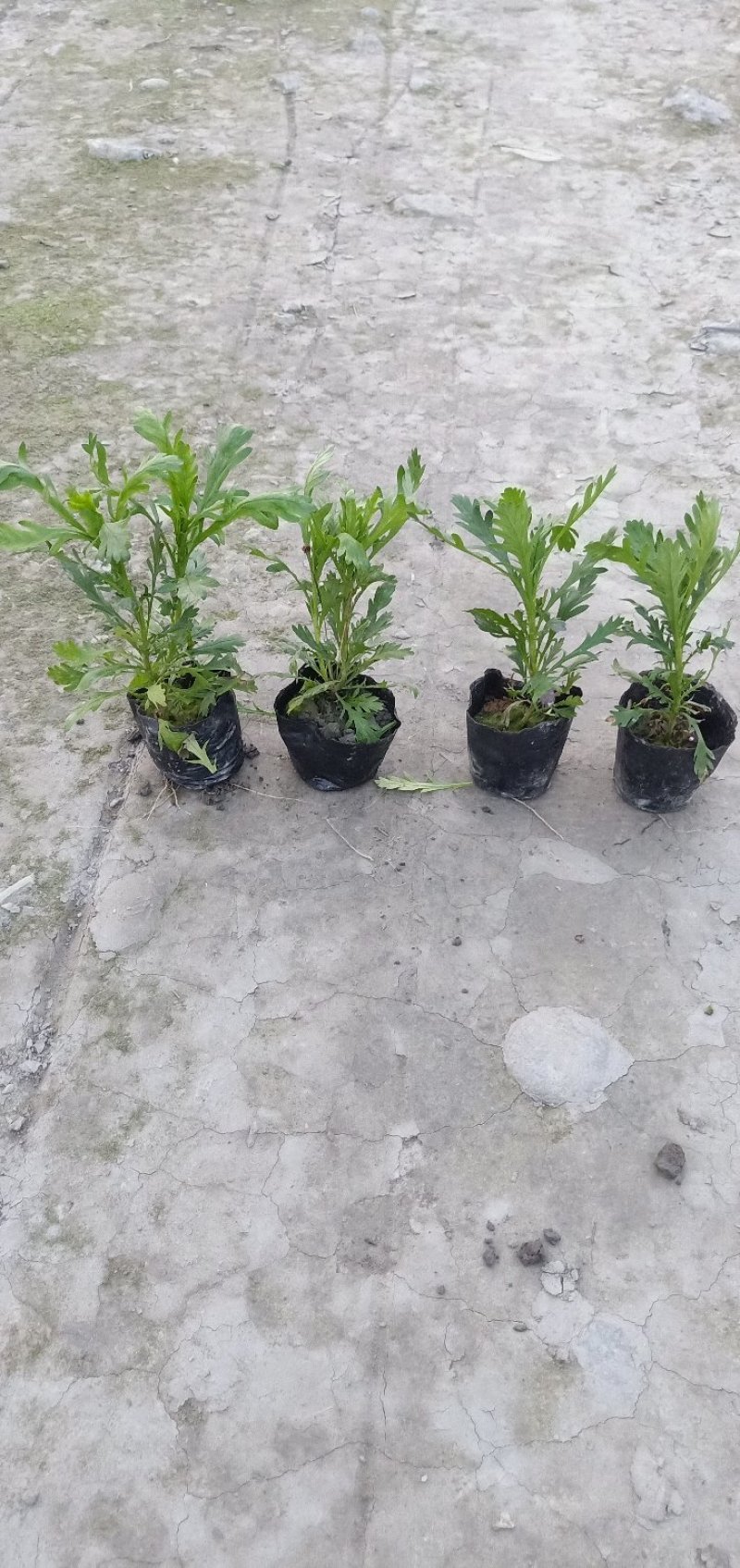 木春菊大量批发保质保量