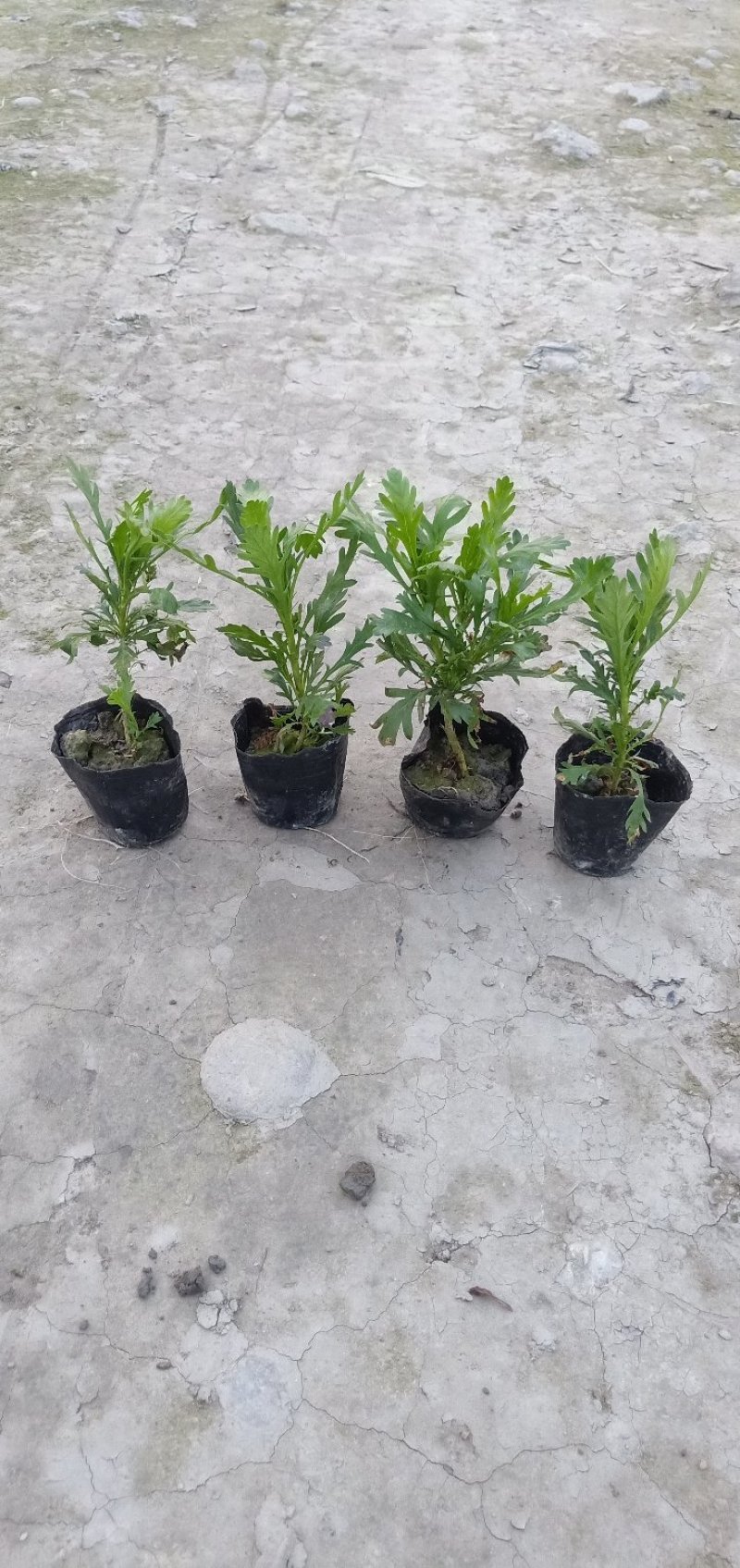 木春菊大量批发保质保量