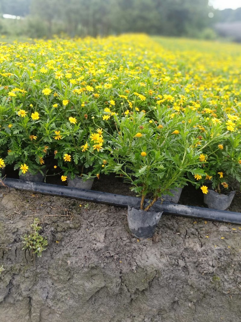 木春菊大量批发保质保量