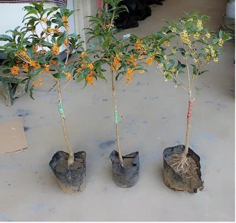 桂花盆栽桂花树苗，桂花苗盆栽丹桂苗金桂苗桂花苗