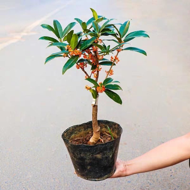 桂花盆栽桂花树苗，桂花苗盆栽丹桂苗金桂苗桂花苗