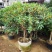 桂花盆栽桂花树苗，桂花苗盆栽丹桂苗金桂苗桂花苗