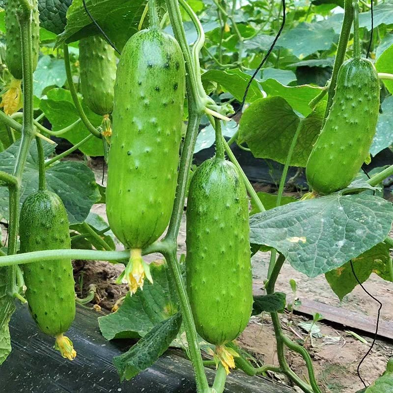 旱黄瓜种子荷兰全雌节节有瓜水果黄瓜种孑小黄瓜种籽