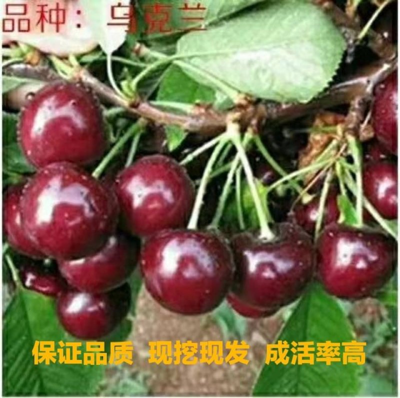 乌克兰，大樱桃苗，保湿发货，南北方都可以种植，