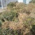 【1年苗】金银花苗粗度0.4以上，免费提供种植技术指导