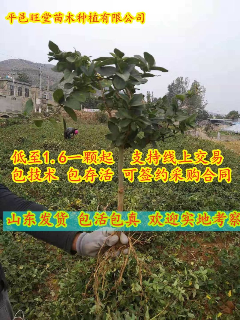 金银花苗四季花树形金银花苗，包成活率，包技术指导