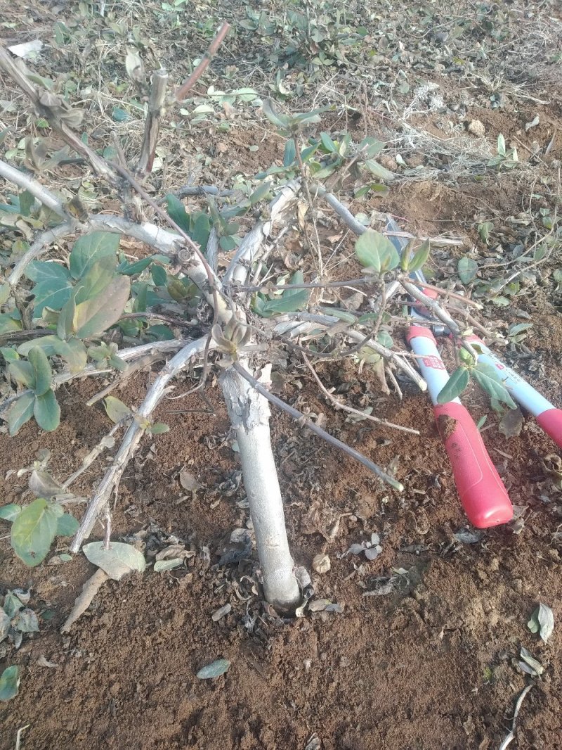 金银花苗四季花树形金银花苗，包成活率，包技术指导