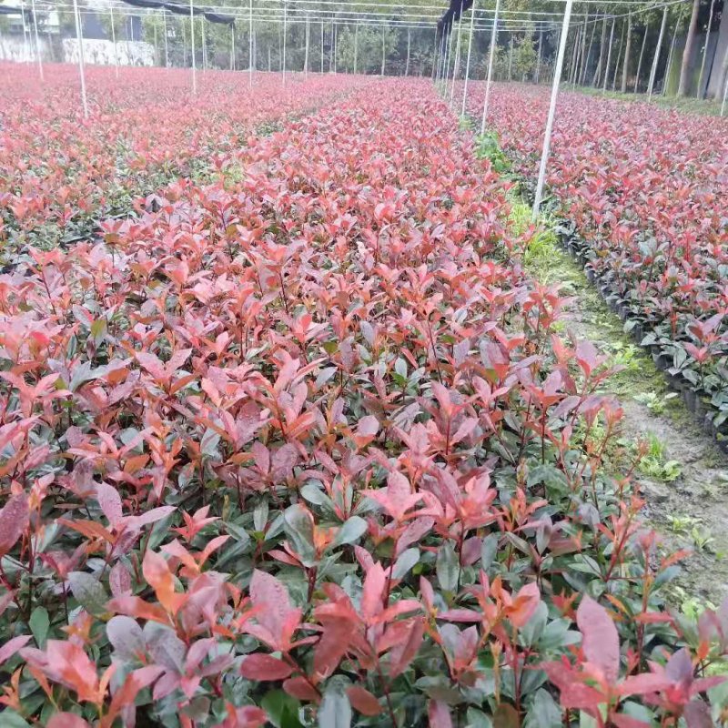 红叶石楠产地直销量大从优欢迎选购