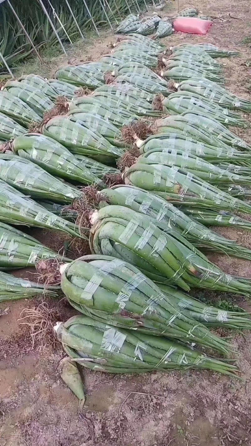 芦荟