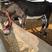 [热]德州活驴体型大出肉率高适应性强，最大能长1000斤