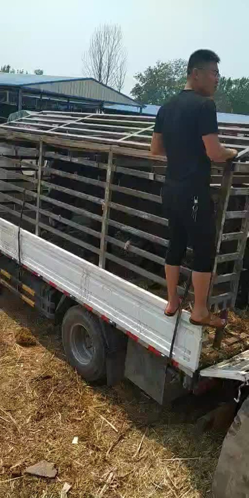 [热]德州活驴体型大出肉率高适应性强，最大能长1000斤