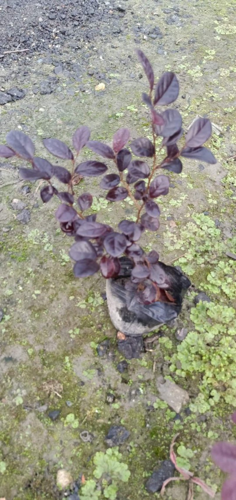 「有好货」红花继木量大价格从优欢迎选购
