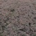 「有好货」红花继木量大价格从优欢迎选购