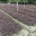 「有好货」红花继木量大价格从优欢迎选购