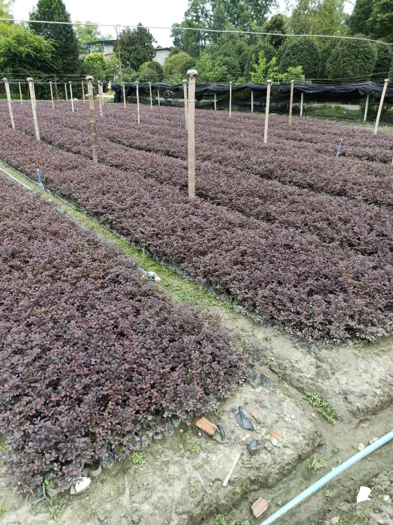 「有好货」红花继木量大价格从优欢迎选购