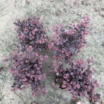 「有好货」红花继木量大价格从优欢迎选购