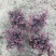 「有好货」红花继木量大价格从优欢迎选购