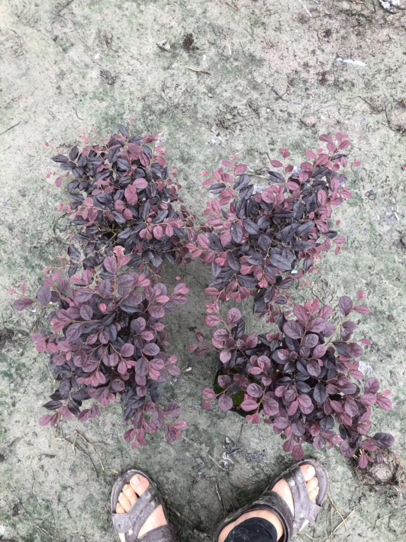 「有好货」红花继木量大价格从优欢迎选购