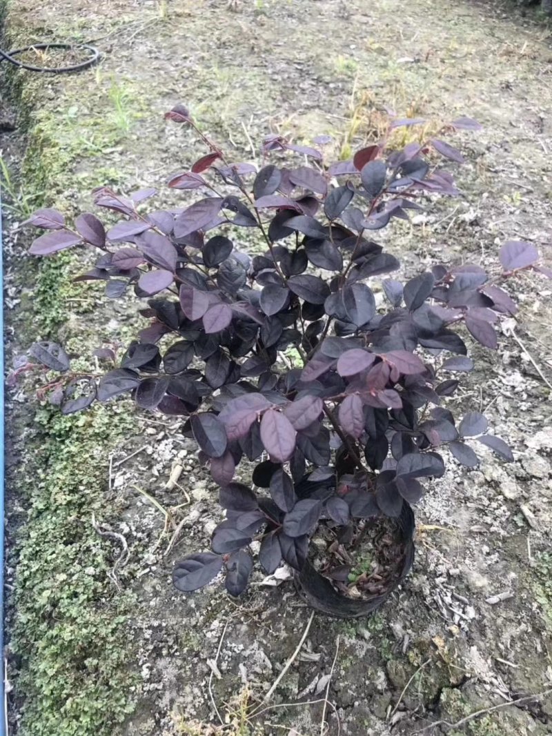 「有好货」红花继木量大价格从优欢迎选购
