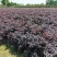 「有好货」红花继木量大价格从优欢迎选购